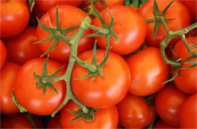 Tomato Prices Rise: फिर बढ़ने लगे टमाटर के भाव, एक महीने में 26% हुआ महंगा, इन कारणों से बढ़े दाम