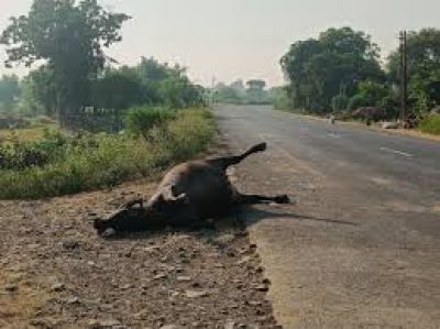 BREAKING: तेज रफ्तार का कहर, दर्जनों भैंसों को रौंदा, 5 भैंसो की हुई मौत