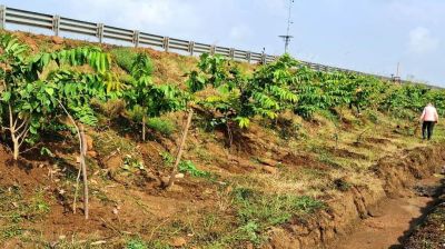 छत्तीसगढ़ के राष्ट्रीय राजमार्ग बन रहे ग्रीन कॉरिडोर:एनएचएआई ने इस साल लगाए 2.71 लाख पौधे