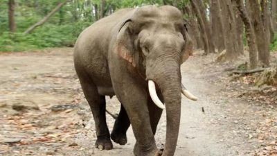 CG : एकबार फिर हाथी ने ग्रामीण को कुचलकर उतारा मौत के घाट, इलाके में दहशत