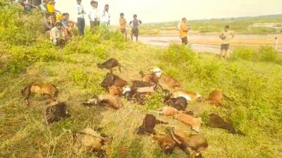 BREAKING : आकाशीय बिजली गिरने से 27 मवेशियों की मौत, 3 परिवारों की आजीविका संकट में