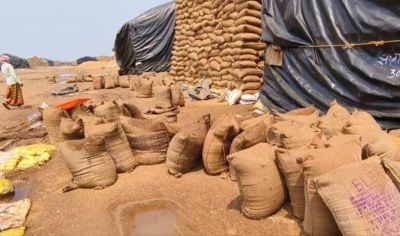 CG : धान खरीदी के लिए एग्रीस्टैक पोर्टल में पंजीयन अनिवार्य, 31 अक्टूबर तक पंजीयन करा सकेंगे किसान