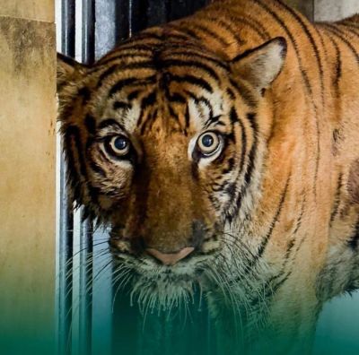 CG &ndash; नहीं रही छत्तीसगढ़ की बाघिन बिजली, इलाज के दौरान वनतारा में तोड़ा दम&hellip;..