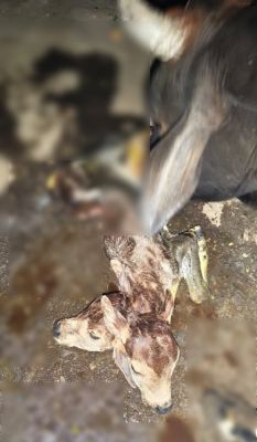 CG News : छत्तीसगढ़ में चमत्कार या प्रकृति का करिश्मा? गाय ने दो सिर वाले बछड़े को दिया जन्म&nbsp;