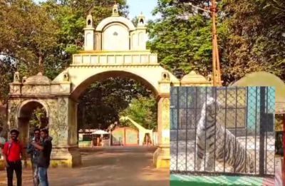 CG : मैत्री बाग में सफेद बाघिन जया की अचानक मौत, जांच में जुटे चिड़ियाघर प्रबंधन और वन विभाग