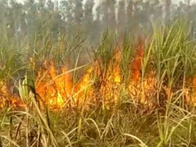 CG &ndash; गन्ने के खेत में लगी भीषण आग, 7 एकड़ फसल जलकर राख, किसान को लाखों का नुकसान&hellip;.