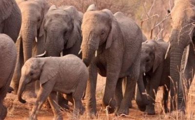 CG &ndash; कोरबा में दंतैल हाथियों ने उत्पात मचाते हुए ढहाया मकान, ग्रामीणों में भारी दहशत पढ़े पूरी ख़बर