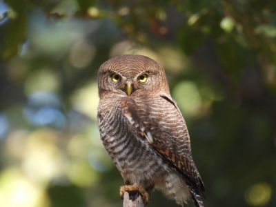 बारनावापारा अभयाण्य में &ldquo;बर्ड सर्वे 2026&rdquo; का आयोजन,200 से अधिक पक्षी प्रजातियों का रिकॉर्ड दर्ज&hellip;.