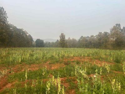 BREAKING : दुर्ग के बाद अब यहां अफीम की अवैध खेती का बड़ा खुलासा, मचा हड़कंप