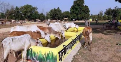 सीएम विष्णु देव साय आज करेंगे &ldquo;गौधाम योजना&rdquo; का शुभारंभ, घुमंतू और निराश्रित गौवंश को मिलेगा संरक्षण 