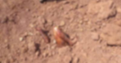 जमीन में दफन मिली युवक की लाश, शव के हाथ और पैर बाहर आने से खुले राज, इलाके में मचा हड़कंप