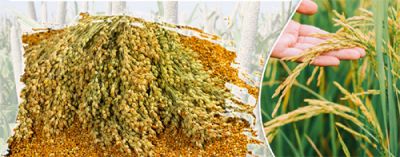 दलहन - तिलहन फसल व रकबा सत्यापन हेतु नया निर्देश, किसान पंजीयन तिथि 20 अप्रैल तक बढ़ा