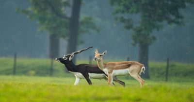 छत्तीसगढ़ का बरनवापारा अभयारण्य बना विलुप्ति के कगार पर पहुंचे काले हिरणों के पुनर्जीवन का मजबूत उदाहरण