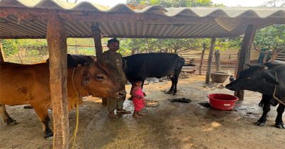 पशुपालन से बदली प्यारेलाल की जिंदगी, डेयरी व्यवसाय बना आय का मजबूत साधन