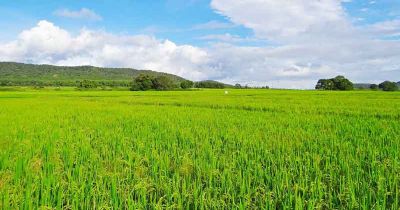 खरीफ सीजन ने पकड़ी रफ्तार, छत्तीसगढ़ में 20 लाख हेक्टेयर से अधिक रकबे में फसलों की बोनी&hellip;..