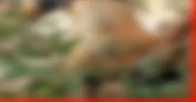9 दिन से लापता ग्रामीण का नदी किनारे मिला शव, झाड़ियों में फंसी मिली लाश