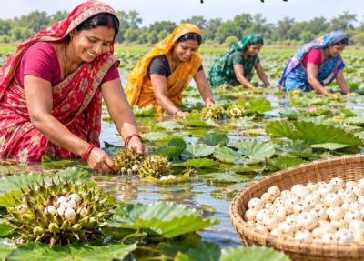 29 एकड़ में मखाना तैयार, समूह की महिलाएं जल्द करेंगी हार्वेस्टिंग 29 एकड़ में मखाना तैयार, समूह की महिलाएं जल्द करेंगी हार्वेस्टिंग