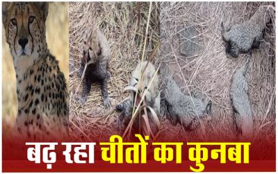 खुशखबरी : मादा चीता गामिनी ने 5 शावकों को दिया जन्म...इतनी हुई चीतों की संख्या