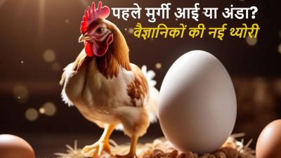 कौन पहले आया- मुर्गी या अंडा? विज्ञान ने दिया हैरान कर देने वाला जवाब कौन पहले आया- मुर्गी या अंडा? विज्ञान ने दिया हैरान कर देने वाला जवाब