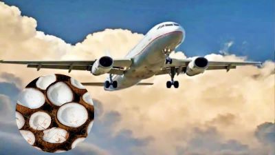 Foods Banned in Flight: हवाई यात्रा में नारियल क्यों है बैन? वजह जानकर आप भी चौंक जाएंगे