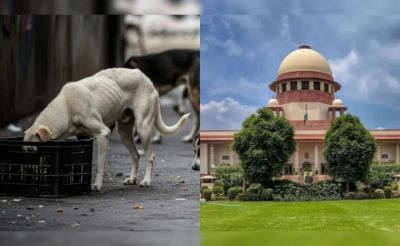 Supreme Court : आवारा कुत्तों पर सुप्रीम कोर्ट का फैसला, अब नसबंदी के बाद ही छोड़े जाएंगे Supreme Court : आवारा कुत्तों पर सुप्रीम कोर्ट का फैसला, अब नसबंदी के बाद ही छोड़े जाएंगे