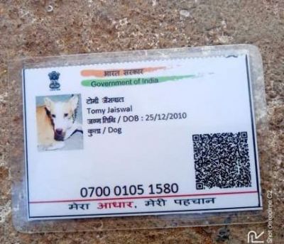 Dog Aadhar Card: अजब-गजब कारनामे&hellip;. बना कुत्ते का आधार कार्ड, नाम टॉमी जैसवाल