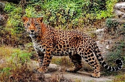 नहीं थम रहा तेंदुए का आतंक ! डेढ़ साल की बच्ची को उठा ले गया, झाड़ियों में मिला शव ; मची दहशत