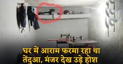 CG : घर में आराम फरमा रहा था तेंदुआ, मंजर देख उड़े होश, जान बचाकर भागे ग्रामीण