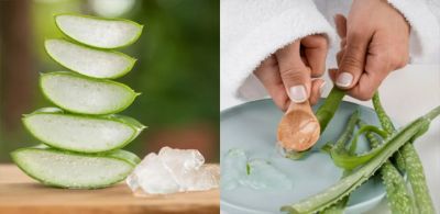 कैसे बनाएं एलोवेरा फेस पैक, जान लीजिए Aloe Vera को इस्तेमाल करने का सही तरीका क्या है?